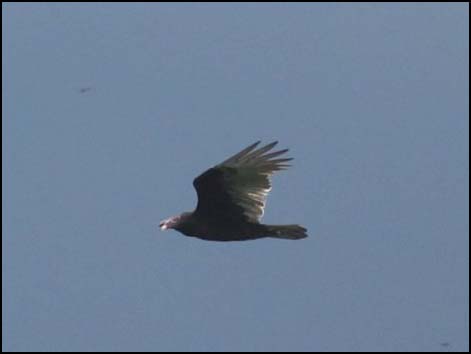 Turkey Vulture (foto tomada por Juan Pablo Rios)