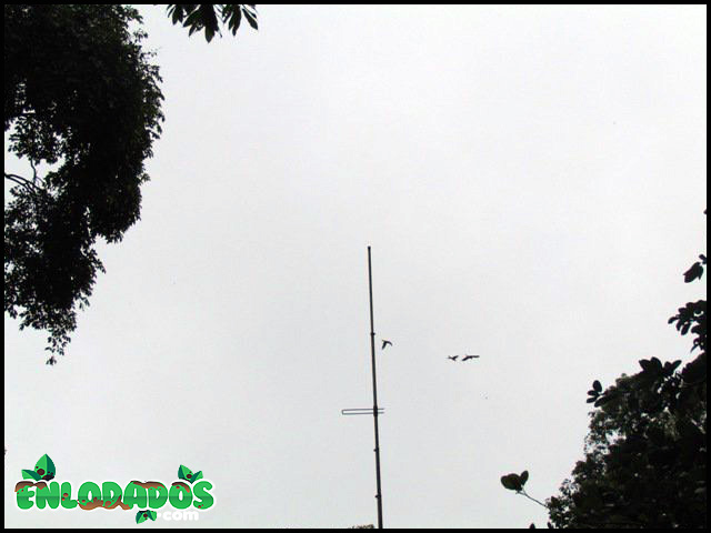 Guacamayas