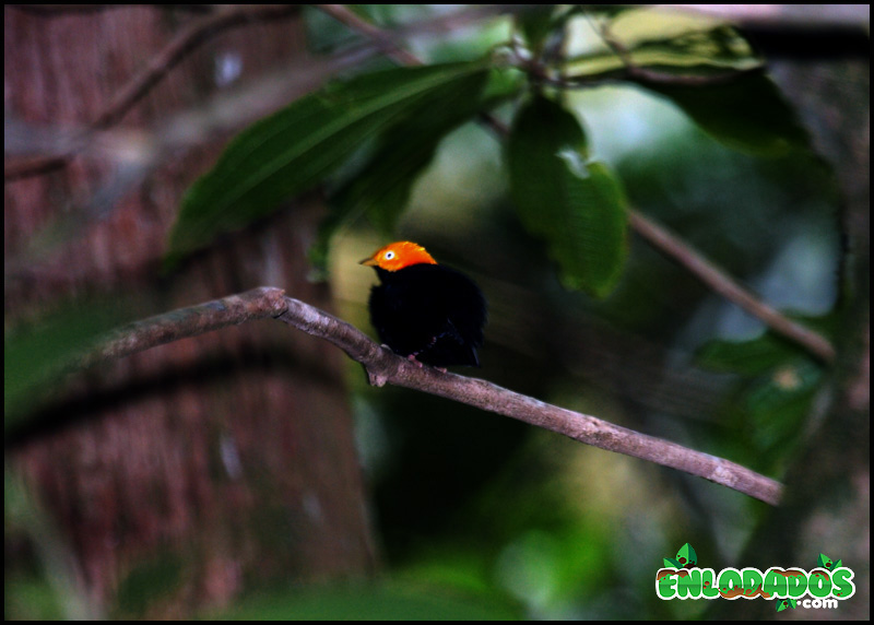 SaltarÃ­n o Manakin (Pipra erythrocephala)
