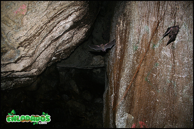 Cueva y sus murciÃ©lagos