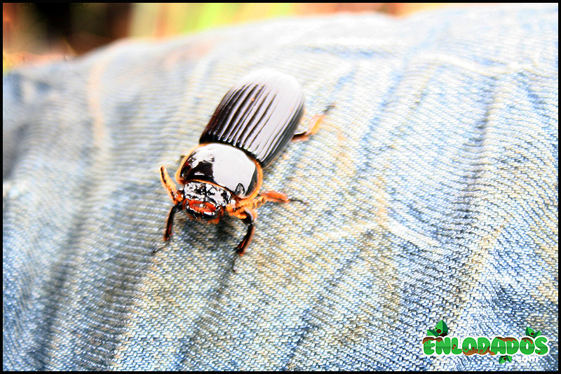 Escarabajo