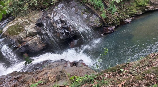 Bajo Bonito en Cacao de Capira