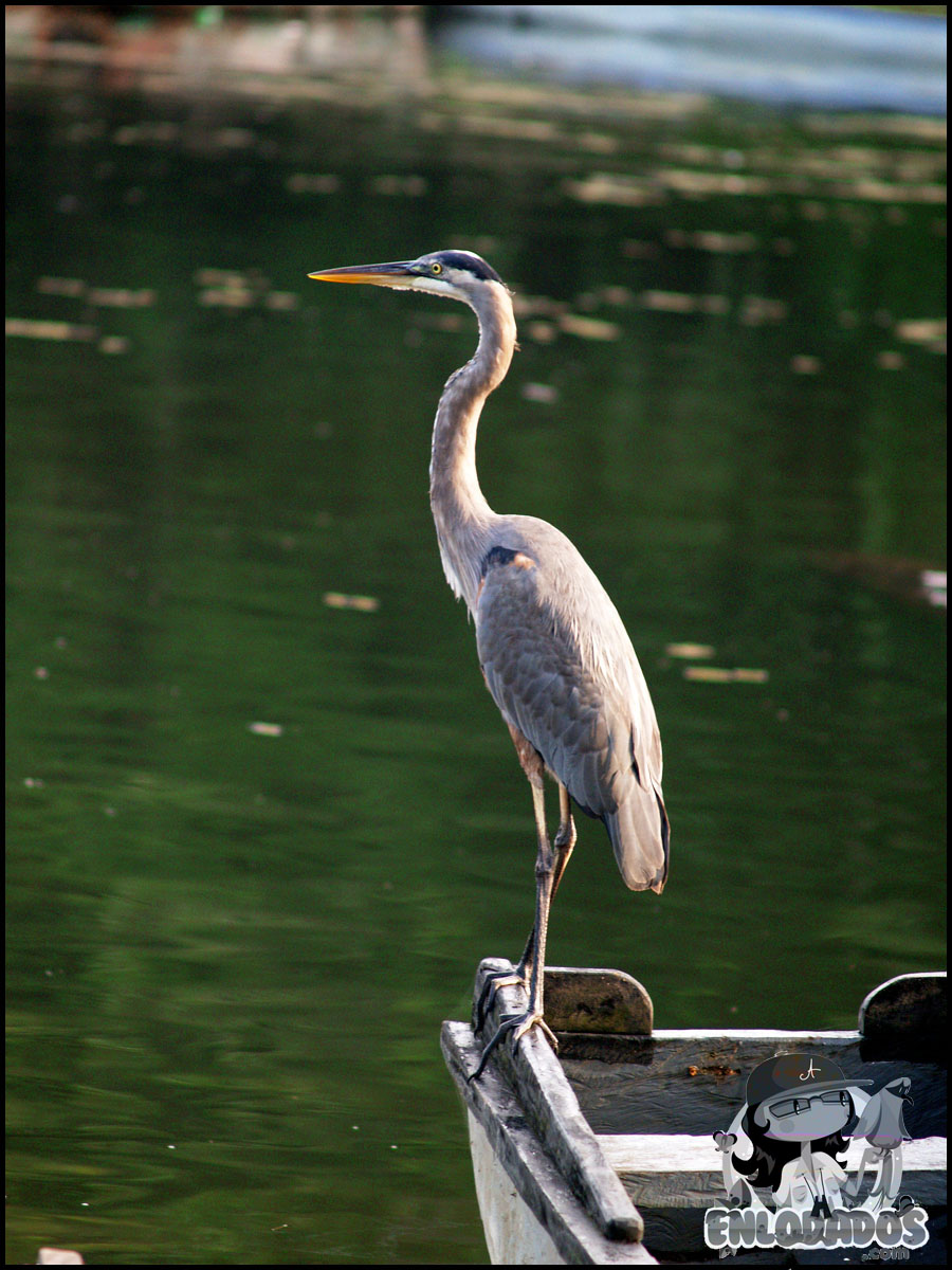 Garza tricolor.